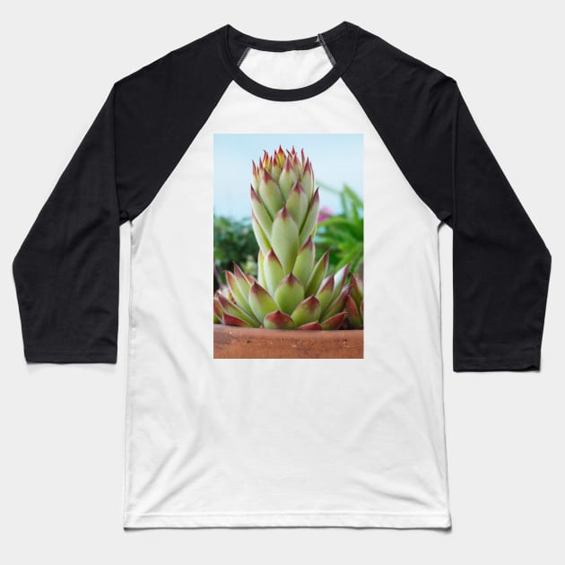 Sempervivum  'Bernstein'  Houseleek Baseball T-Shirt by chrisburrows